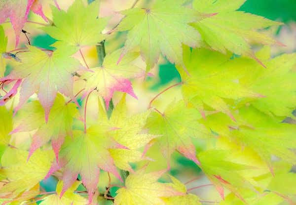 Gulin, Sylvia 아티스트의 Washington State-Sammamish Japanese Maple leaves fall colors in gold and reds작품입니다.